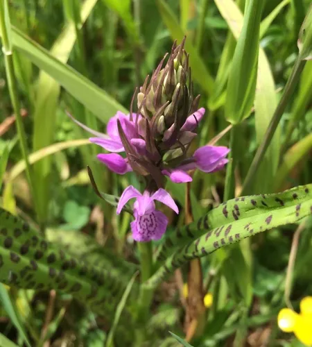 Southern Marsh-orchid