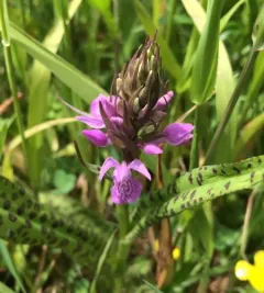 Southern Marsh-orchid thumbnail 1