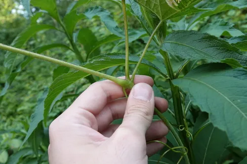 Grape Cane Gallmaker