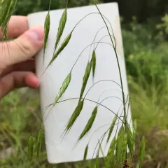 Japanese brome thumbnail 3