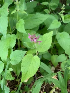 hedge woundwort thumbnail 2