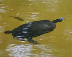 Northern Red-bellied Cooter thumbnail 3