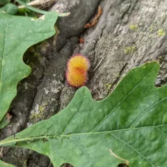 Hedgehog Gall Wasp thumbnail 3