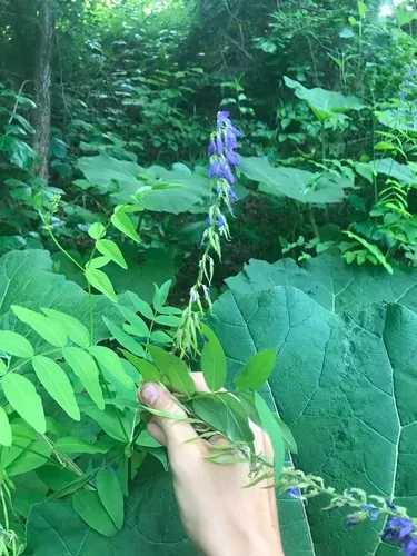 Eastern Goat's-rue
