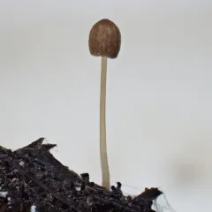 least inkcap thumbnail 4
