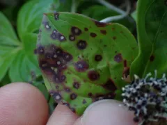 dogwood anthracnose fungus thumbnail 1