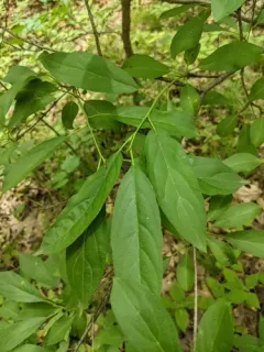Dahurian Buckthorn thumbnail 2