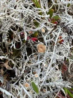 Arctic Saucer Lichen thumbnail 3