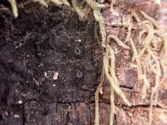 Atrozythia klamathica thumbnail 4