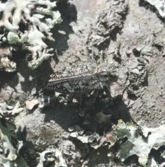 Chrysobothris scabripennis thumbnail 4