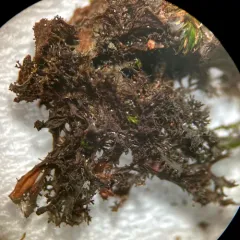 Tattered Jellyskin Lichen thumbnail 2