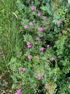 French Crane's-bill thumbnail 4