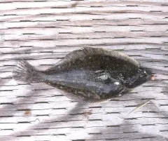 English Sole thumbnail 2