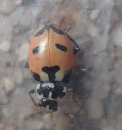 Expurgate Lady Beetle thumbnail 1
