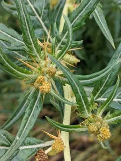 spiny cocklebur thumbnail 1