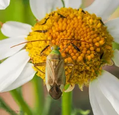Haplothrips leucanthemi thumbnail 2