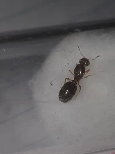 Variable Big-headed Ant
