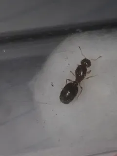 Variable Big-headed Ant thumbnail 1