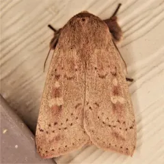 False Wainscot thumbnail 2