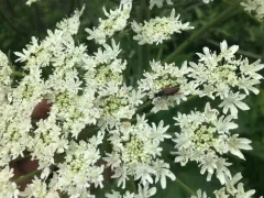 Brachyleptura dehiscens thumbnail 4