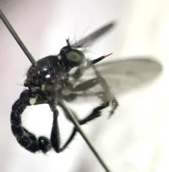 Dagger Laphria thumbnail 3