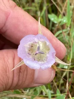 long-haired star-tulip thumbnail 1