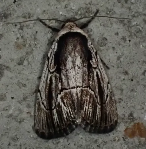 honeysuckle budworm