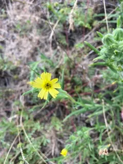 Lemon-Scented Tarweed thumbnail 2