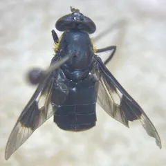 Ring-clawed Deer Fly thumbnail 2