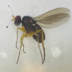 Gymnopternus nigribarbus thumbnail 3