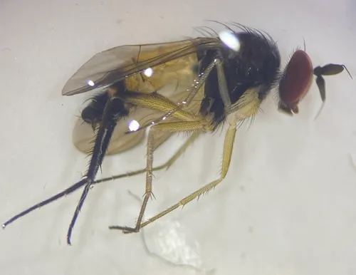 Rhaphium wheeleri