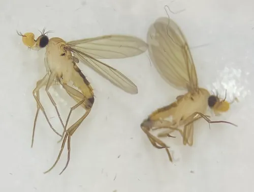 Lecanocerus compressiceps