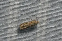 Scrobipalpula sacculicola thumbnail 3