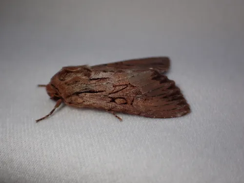 Apamea maxima
