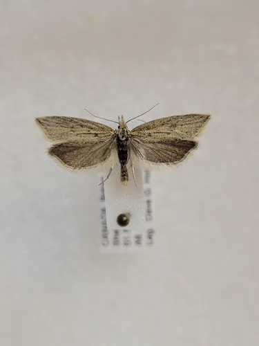 Aethes monera