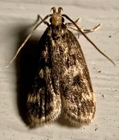 Square-spotted Martyringa Moth thumbnail 4