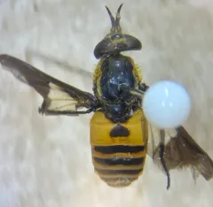 Venus Deer Fly thumbnail 3