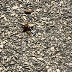 Eastern Cicada-killer Wasp thumbnail 4