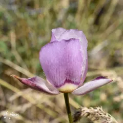 greene's mariposa lily thumbnail 2