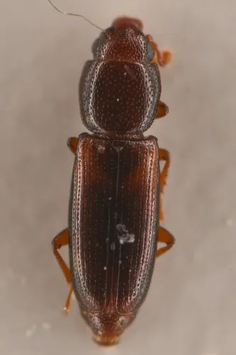 Rhizophagus minutus