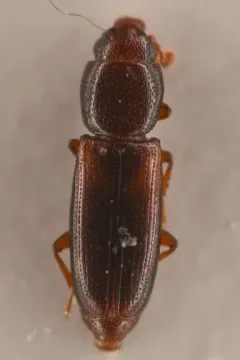 Rhizophagus minutus thumbnail 1