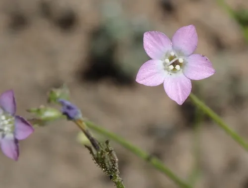 rosy gilia