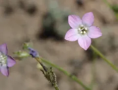 rosy gilia thumbnail 1