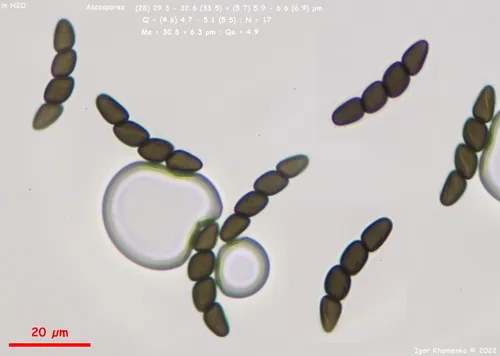 Sporormiella muskokensis