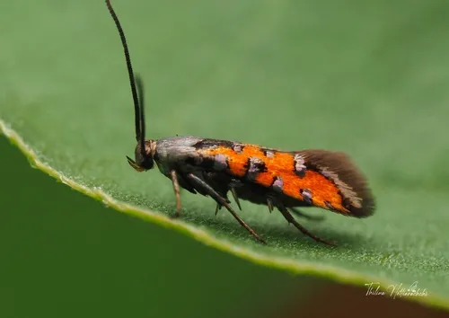 Neoheliodines nyctaginella