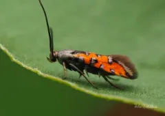 Neoheliodines nyctaginella thumbnail 1