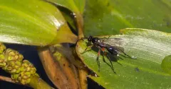 Apsilops hirtifrons thumbnail 2