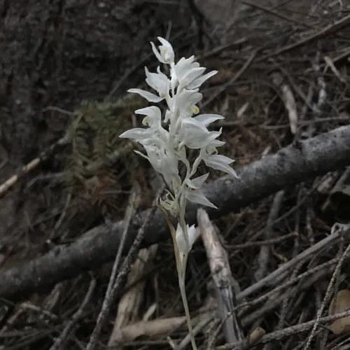 Phantom Orchid