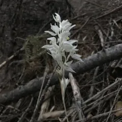Phantom Orchid thumbnail 1