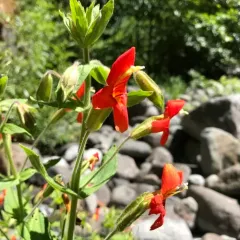 scarlet monkeyflower thumbnail 1